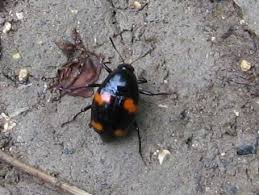 Attēlu rezultāti vaicājumam “Scaphidium quadrimaculatum”