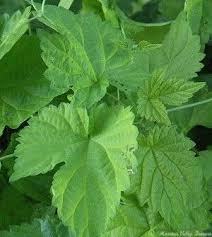 Attēlu rezultāti vaicājumam “Humulus lupulus leaf”