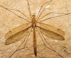 Attēlu rezultāti vaicājumam “Tipulidae”