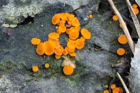 Attēlu rezultāti vaicājumam “Cheilymenia stercorea”