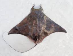 Image result for Mobula munkiana