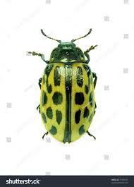 Attēlu rezultāti vaicājumam “Chrysomela vigintipunctata”