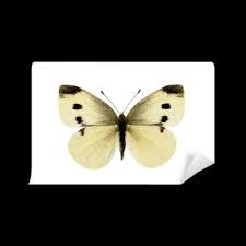 Attēlu rezultāti vaicājumam “Pieris rapae male”