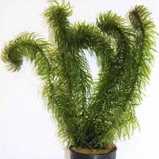 Attēlu rezultāti vaicājumam “Najas major”