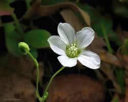 Attēlu rezultāti vaicājumam “Moehringia lateriflora flower”