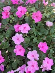 Image result for Impatiens walleriana