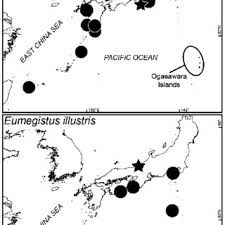 Image result for Eumegistus illustris