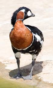 Image result for Branta ruficollis