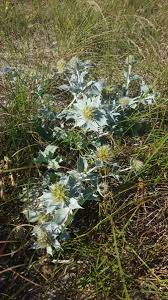 Attēlu rezultāti vaicājumam “Eryngium maritimum leaf”