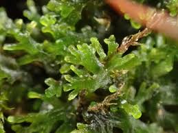 Attēlu rezultāti vaicājumam “Riccardia incurvata”