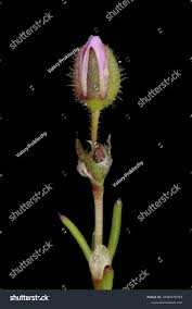 Attēlu rezultāti vaicājumam “Spergularia rubra flower”