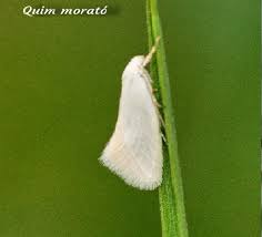 Attēlu rezultāti vaicājumam “Elachista argentella”