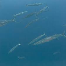 Image result for Sphyraena viridensis