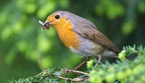 Image result for Erithacus rubecula
