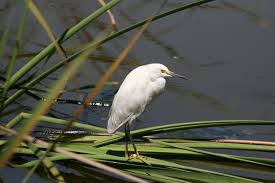 Image result for Egretta thula