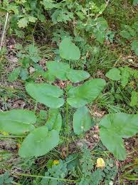 Attēlu rezultāti vaicājumam “Laserpitium latifolium bud”