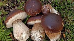 Attēlu rezultāti vaicājumam “Boletus edulis”