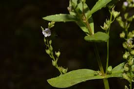 Attēlu rezultāti vaicājumam “Veronica anagallis-aquatica fruit”