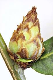 Attēlu rezultāti vaicājumam “Andricus foecundatrix”