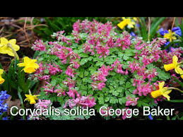 Attēlu rezultāti vaicājumam “Corydalis solida flower”