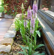 Attēlu rezultāti vaicājumam “Dactylorhiza maculata”