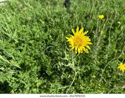 Attēlu rezultāti vaicājumam “Tragopogon pratensis subsp. pratensis flower”