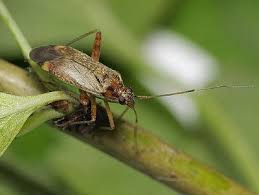 Attēlu rezultāti vaicājumam “Closterotomus biclavatus nymph”