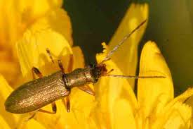 Attēlu rezultāti vaicājumam “Chrysanthia geniculata”