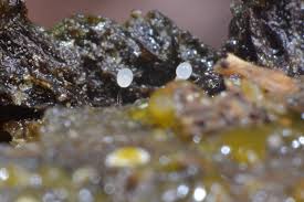 Attēlu rezultāti vaicājumam “Comatricha pulchella spores”