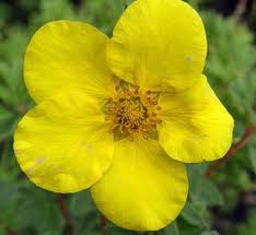 Attēlu rezultāti vaicājumam “Potentilla reptans flower”