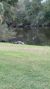 Image result for Isle Of Seil Golf Club