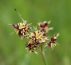 Attēlu rezultāti vaicājumam “Luzula campestris”