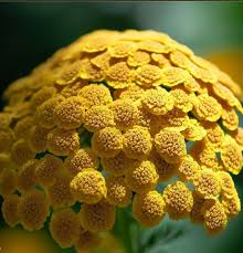 Image result for Achillea filipendulina