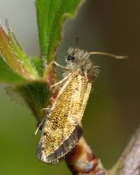 Attēlu rezultāti vaicājumam “Eriocraniidae”