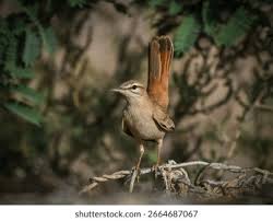 Image result for Cercotrichas galactotes