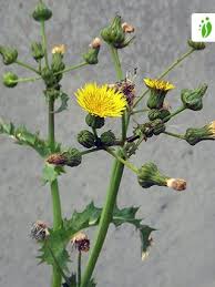 Attēlu rezultāti vaicājumam “Sonchus asper”