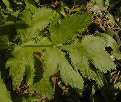 Attēlu rezultāti vaicājumam “Pastinaca sativa subsp. sylvestris leaf”