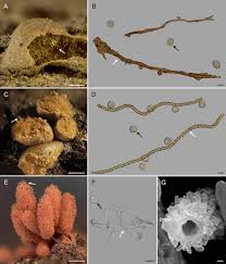 Attēlu rezultāti vaicājumam “Arcyria affinis stalked”