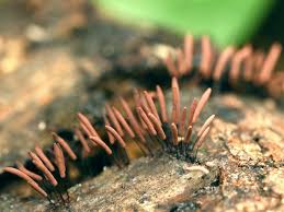 Attēlu rezultāti vaicājumam “Stemonitopsis subcaespitosa macro”