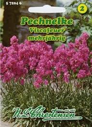 Image result for Pechnelke