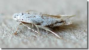 Attēlu rezultāti vaicājumam “Bucculatrix rhamniella”