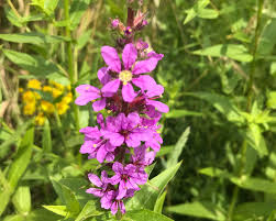 Attēlu rezultāti vaicājumam “Lythrum salicaria flower”