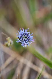 Attēlu rezultāti vaicājumam “Jasione montana flower”