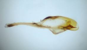 Attēlu rezultāti vaicājumam “Pristiphora maesta”