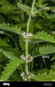 Attēlu rezultāti vaicājumam “Lycopus europaeus flower”