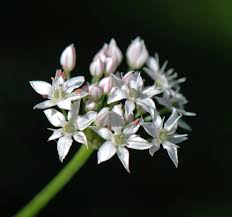 Image result for Allium tuberosum