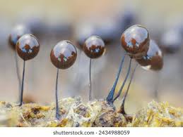 Attēlu rezultāti vaicājumam “Comatricha fragilis macro”