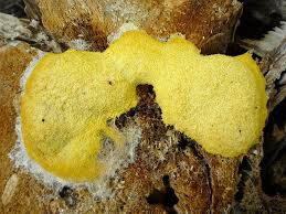 Attēlu rezultāti vaicājumam “Fuligo candida macro”