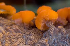 Attēlu rezultāti vaicājumam “Phlebia radiata”