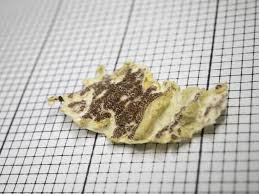 Attēlu rezultāti vaicājumam “Ceriporiopsis resinascens”